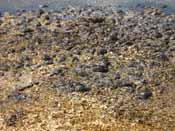 (3s)_Disposal_of_complete_mink_carcasses.jpg