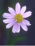 coreopsis_sml.jpg