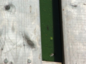 Sept-2009_
                  015.jpg