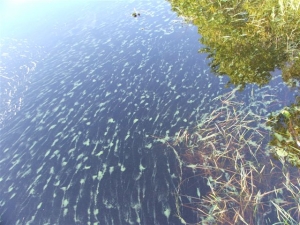 Sept-2009_
                  022.jpg