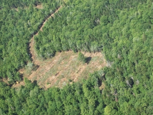 mink stink
                  033.jpg