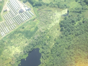 mink stink
                  056.jpg