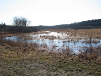 12_this_is_close_to_were_the_dead_mink_laying_in_the_wetland_in_2009_were_found.JPG