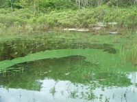 summer_2008_0048.JPG