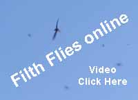 flies