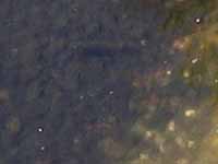 aug-2013/blackish_sediment-1s.jpg