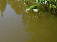 aug-2013/gray_brown_water-1s.jpg