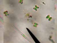 aug-2013/micro_desmids-1s.jpg