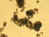 aug-2013/micro_detritus-2s.jpg
