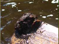 sediment3