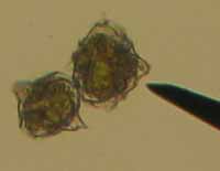 algae