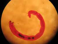 insect larva