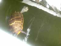 happy turtle