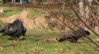 turkey2l.jpg