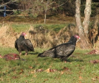 turkey3l.jpg