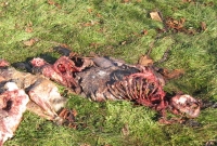 turkey6l.jpg