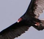 TurkeyV