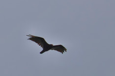 IMG_4892.CR2.jpg