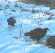 vulture