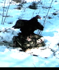 vulture