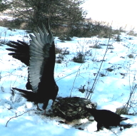 vulture