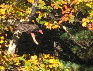 turkey vulture