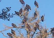 vulture