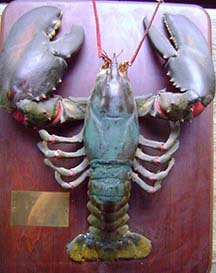 lobster/BabeRuthLobster-2s.jpg