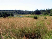 ov0043.jpg