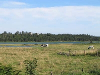 ov0080.jpg