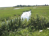 ov0113.jpg