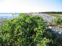 ov0127.jpg