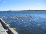 t_pub-1031.jpg